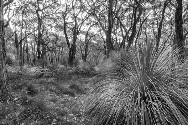 Paesaggio Australiano Alberi Erbosi Nel Deep Creek Conservation Park Dell — Foto Stock