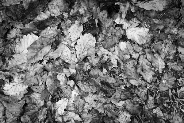 Hojas Otoño Suelo Húmedo Para Fondo Estacional Blanco Negro — Foto de Stock