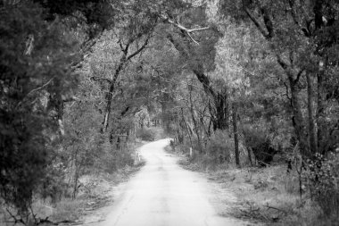 Orman yolu siyah ve beyaz