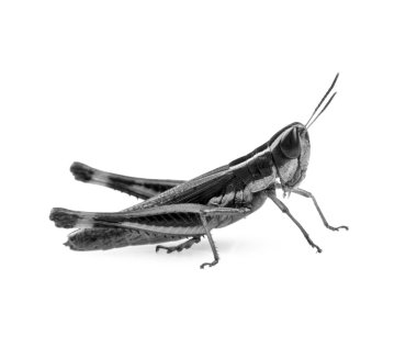 Grasshopper Black and White clipart