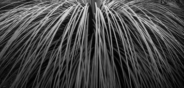 Yaprak arka plan siyah ve beyaz