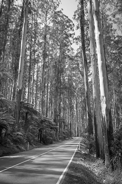 Forest Road Black and White — Stock Photo, Image