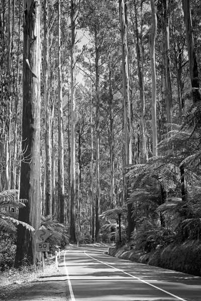 Strada forestale bianco e nero — Foto Stock