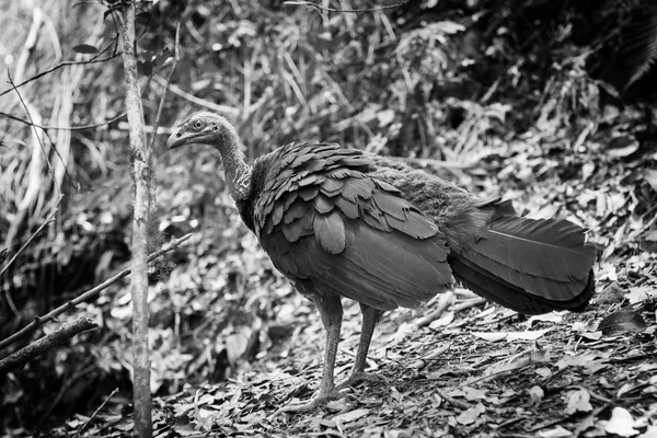 Brush Turkey Black and White — Stock Photo, Image