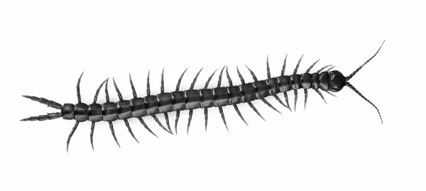 Centipede Isolated Black and White — Stock Photo, Image