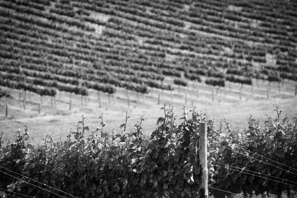 Grape Vines Black and White — Stock Photo, Image