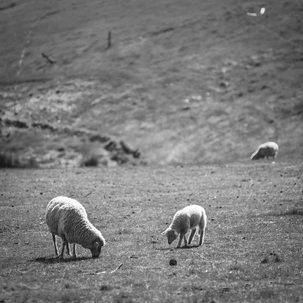 Weidende Schafe schwarz und weiß — Stockfoto
