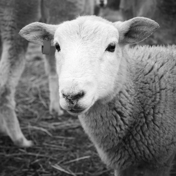 Agneau noir et blanc — Photo