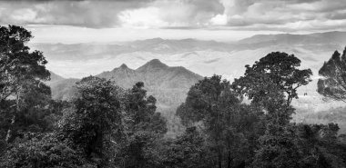 Queensland Rainforest siyah ve beyaz