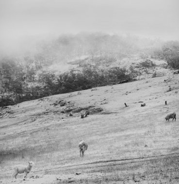 Kış koyun Vintage siyah ve beyaz