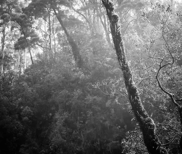 Forêt noir et blanc — Photo