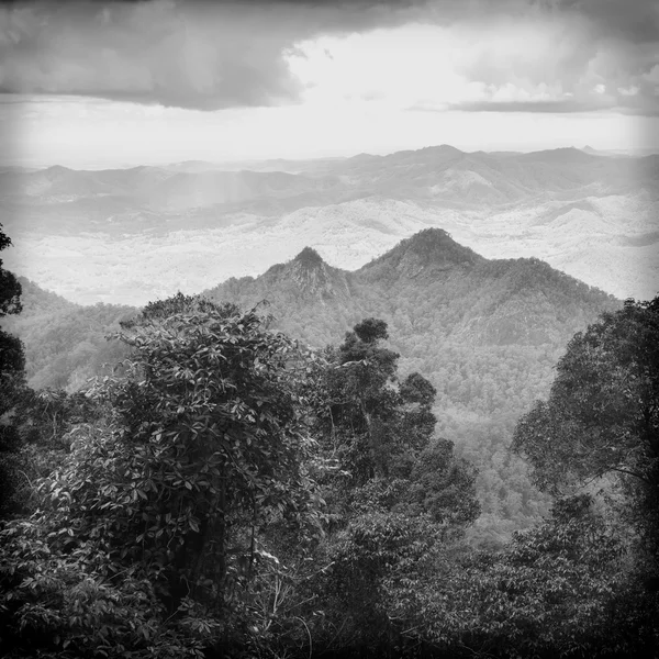 Queensland regenwoud zwart en wit — Stockfoto