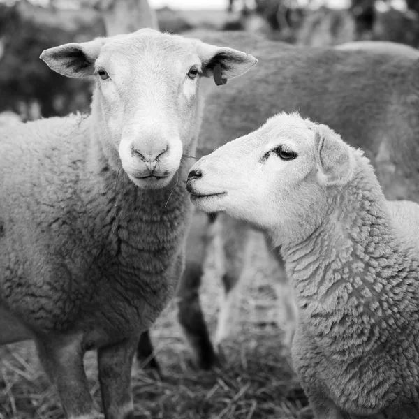 Moutons noir et blanc — Photo