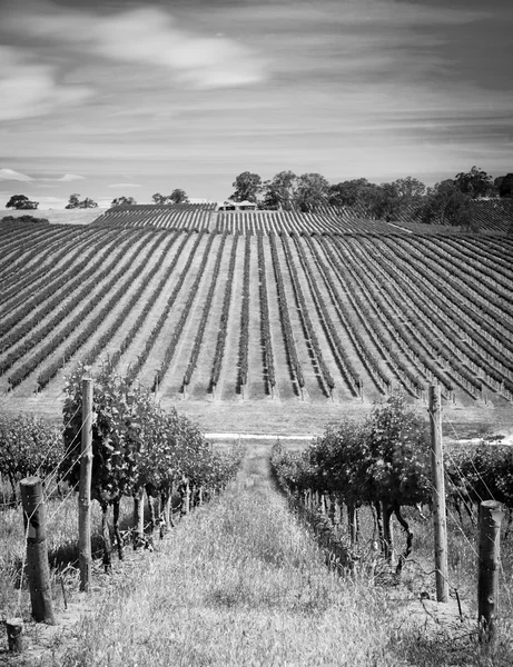 Vineyard Black and White — Stock Photo, Image