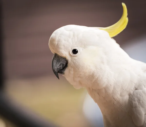 Papagaio-da-cacatua — Fotografia de Stock