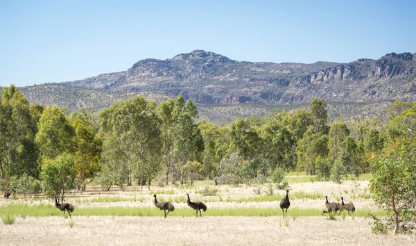 EMU fåglar — Stockfoto