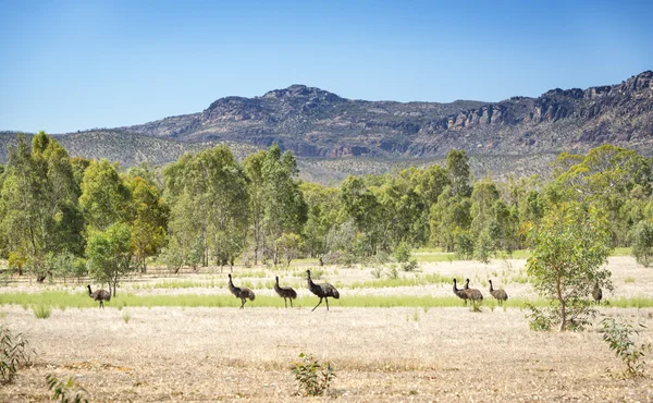 Wild Emu — Stockfoto