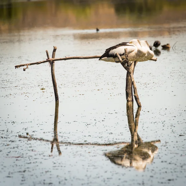 Pelicanos — Fotografia de Stock