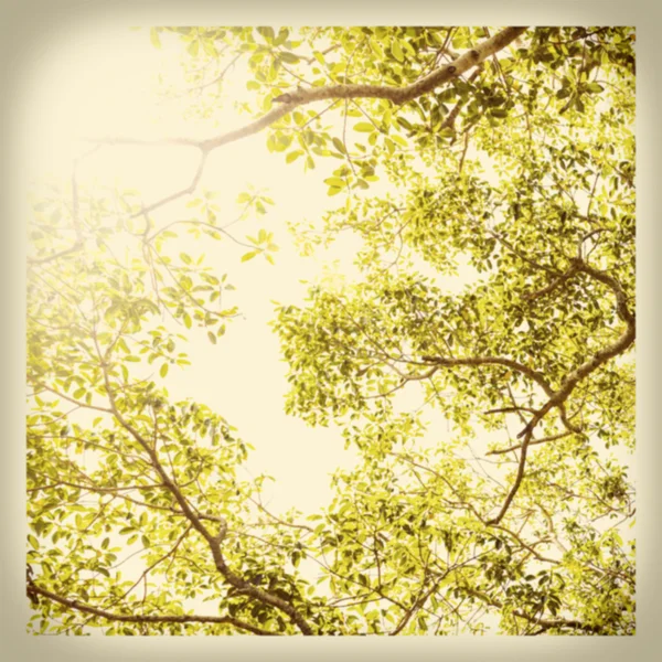 Spring Blur Background — Stock Photo, Image