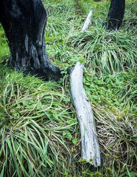 Bois Tombé Sur Sol Humide Hiver — Photo