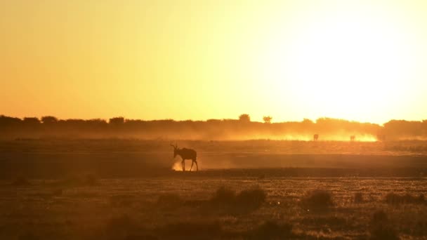 Afrika solnedgång Impala — Stockvideo