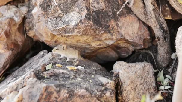 Mouse Eating Food — Stock Video