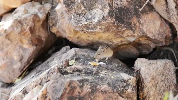 Souris se cachant dans les rochers — Video