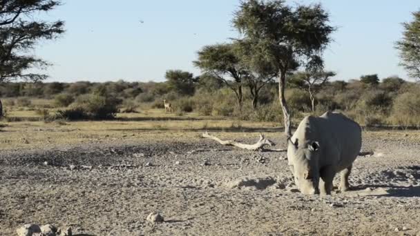 Witte neushoorn op safari — Stockvideo