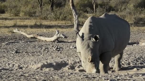 Rinoceronte blanco África — Vídeo de stock