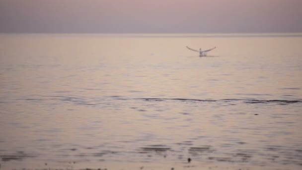 Oiseau flou Focus sur l'eau — Video