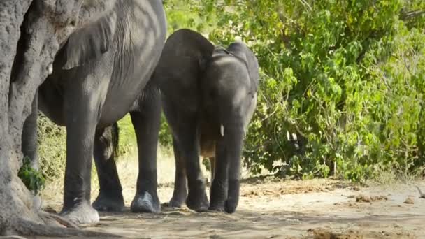 Elephant Baby Africa — Stock Video