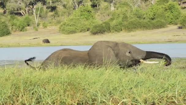 Слон в Африці води — стокове відео
