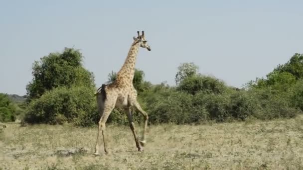 Girafas em África — Vídeo de Stock