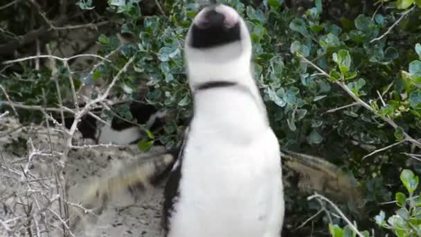 Pinguino africano selvatico — Video Stock