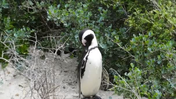 Pinguim Africano Selvagem — Vídeo de Stock