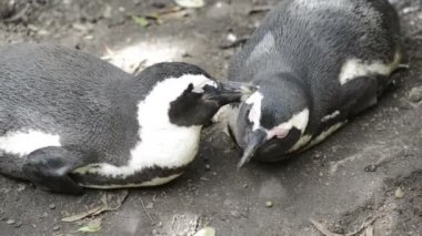 Afrika penguenler vahşi