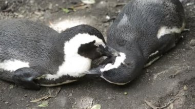 Afrika penguenler vahşi