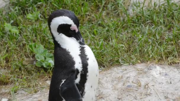 Afrikanska Penguin vilda — Stockvideo
