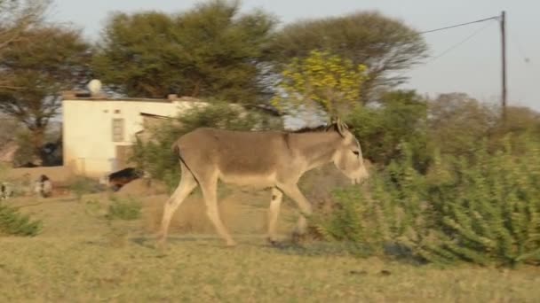 Burros en África — Vídeo de stock