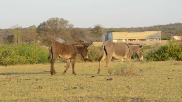 Esel in Afrika — Stockvideo