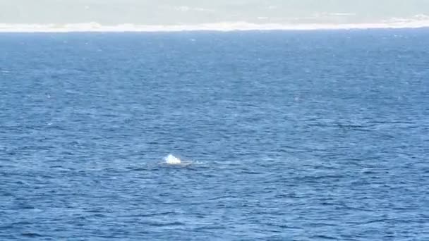 Wieloryb biskajski ogon Slap — Wideo stockowe
