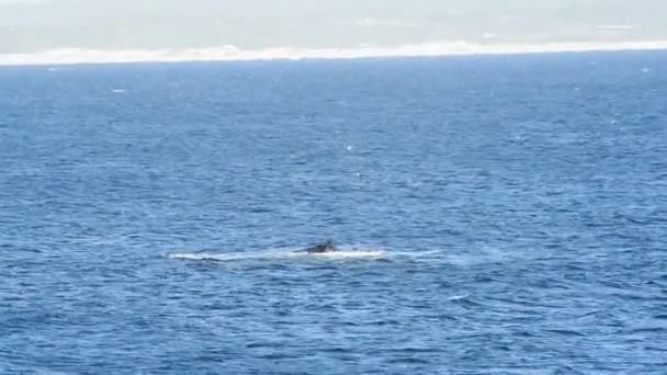 Δικαίωμα φάλαινα ουρά — Αρχείο Βίντεο