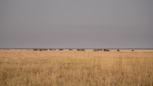 Gnus auf afrikanischer Safari — Stockvideo