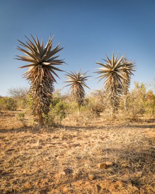 Aloe Vera ağaçlar Afrika