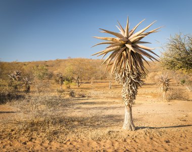 Aloe Vera ağaçlar Botsvana Afrika