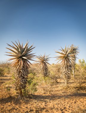 Aloe Vera ağaçlar Botsvana Afrika