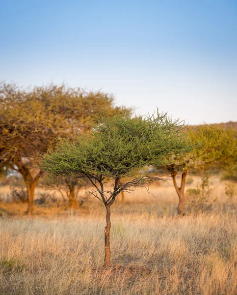 Akasya ağacı Afrika — Stok fotoğraf