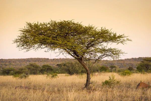 Acacia Tree África — Fotografia de Stock