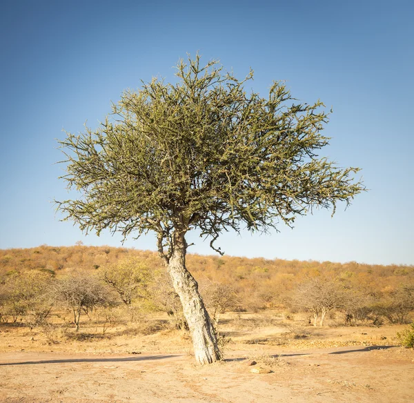 Akaciaträd Botswana Afrika — Stockfoto