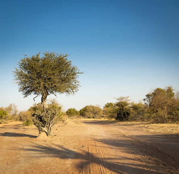 Acacia boom Afrika van Botswana — Stockfoto